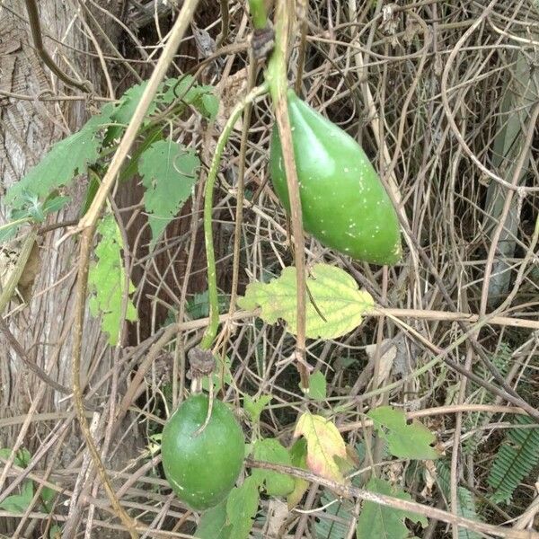 Passiflora lutea Fruto