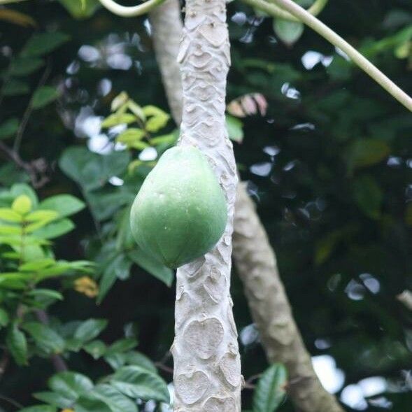 Carica papaya Fruit