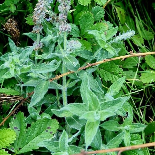 Mentha longifolia 整株植物