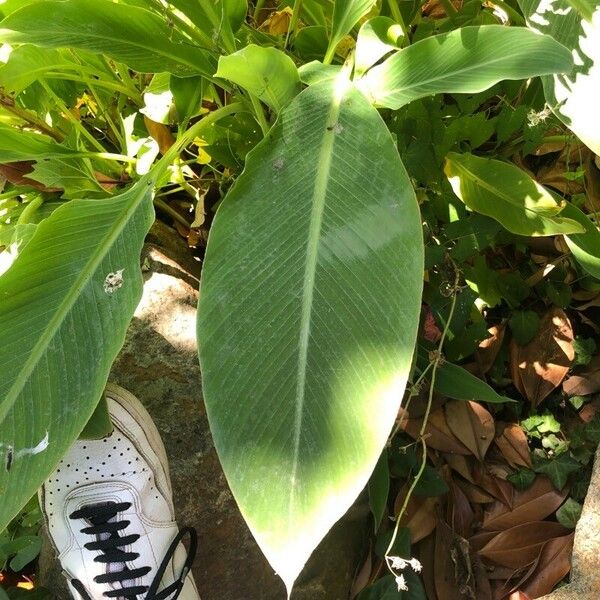 Musella lasiocarpa Leaf