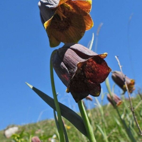 Fritillaria pyrenaica फूल