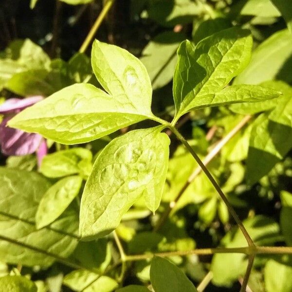 Clematis viticella Лист