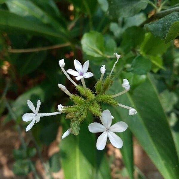 Plumbago zeylanica Flower