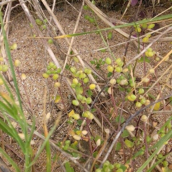 Cochlearia danica Frukt