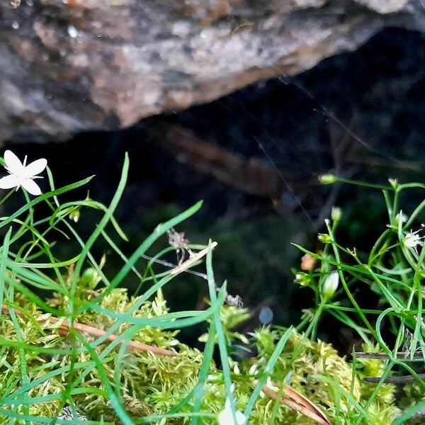 Moehringia muscosa Žiedas