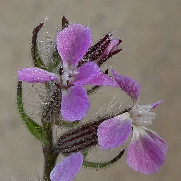 Silene gallica Flor