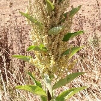 Verbascum sinuatum Gyümölcs