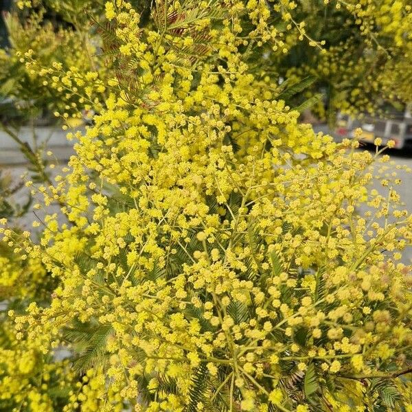 Acacia decurrens Flower