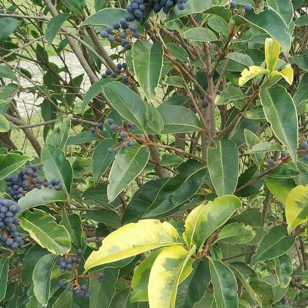 Ligustrum lucidum Leaf