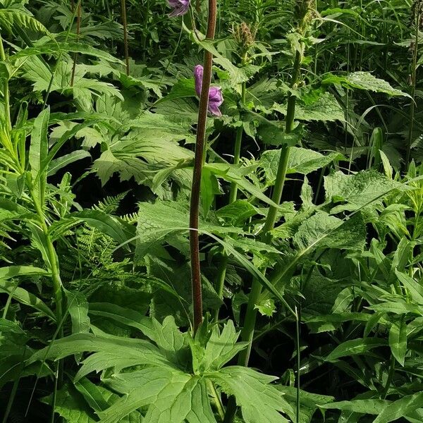 Aconitum septentrionale Folla