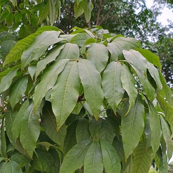 Hevea brasiliensis Leaf