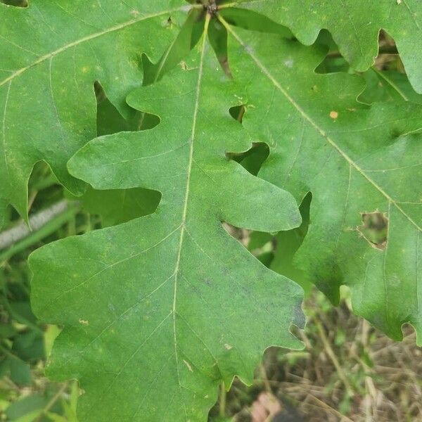 Quercus macrocarpa Blatt