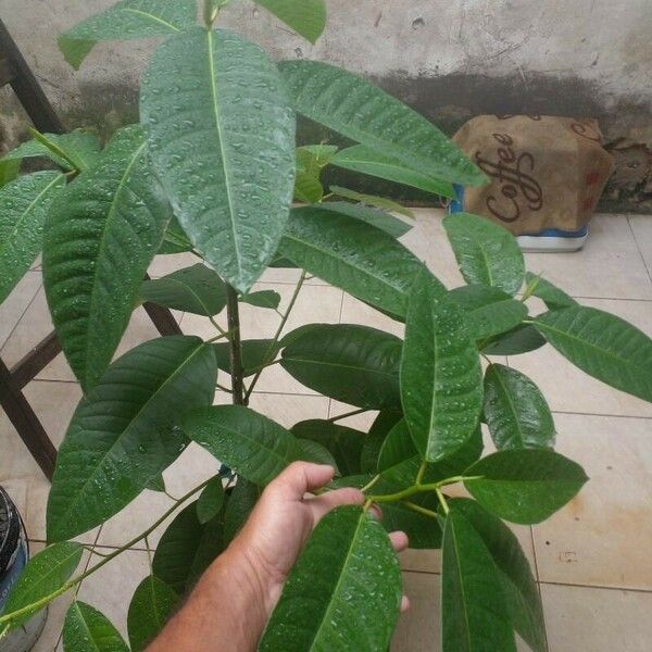 Alocasia cucullata Лист