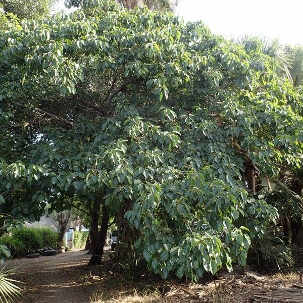 Ficus polita Vekstform