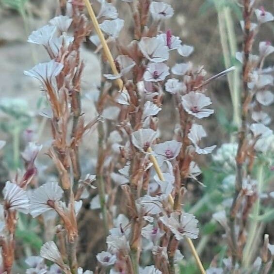 Epifagus virginiana Cvet