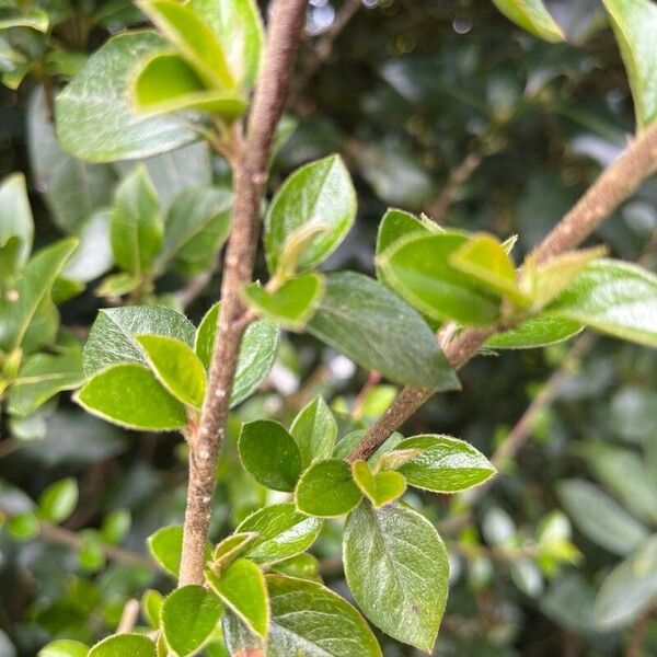 Cotoneaster simonsii Lehti