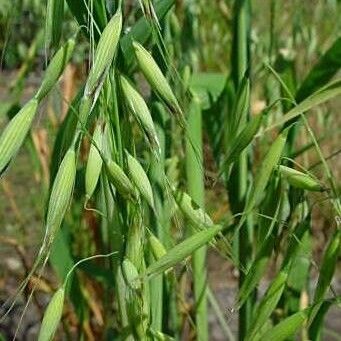 Avena fatua Habit