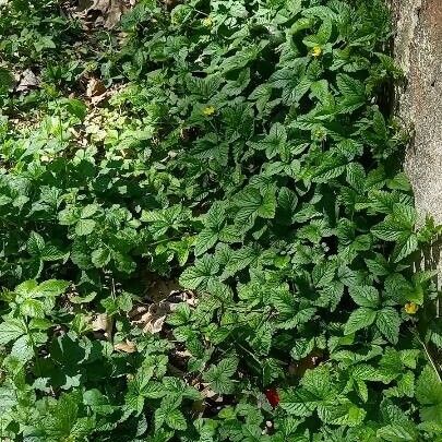 Potentilla indica عادت