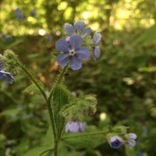 Pentaglottis sempervirens Flor