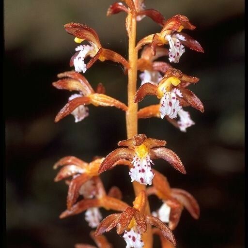 Corallorhiza maculata Floare