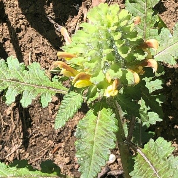 Pedicularis canadensis Flor