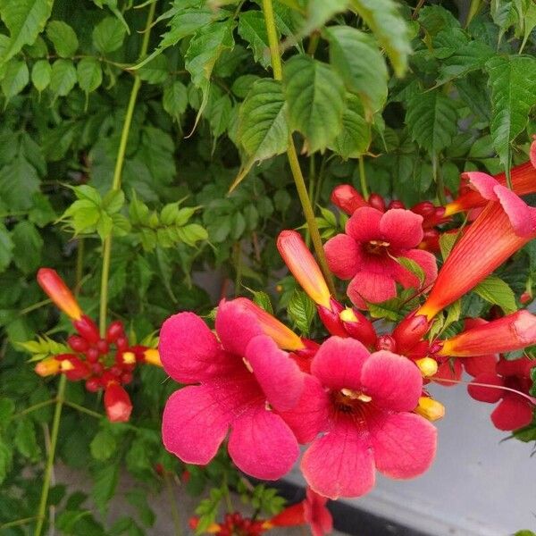 Campsis radicans Çiçek