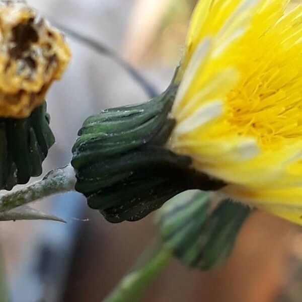 Sonchus oleraceus Кветка