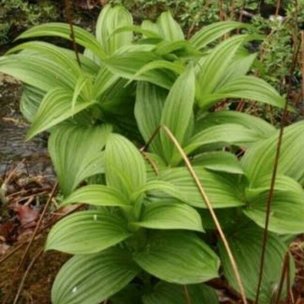 Veratrum viride Leaf