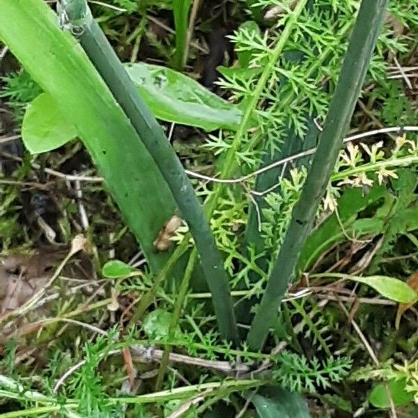 Galanthus elwesii Bark