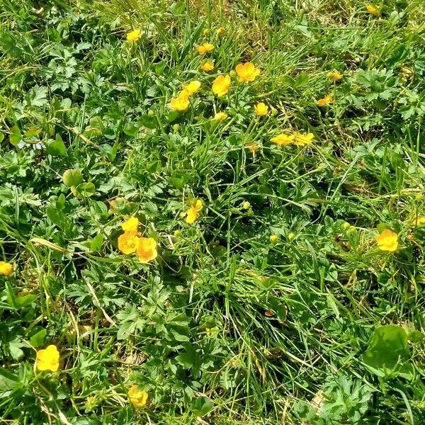 Ranunculus montanus برگ