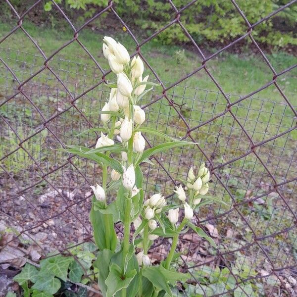 Cephalanthera damasonium Habit