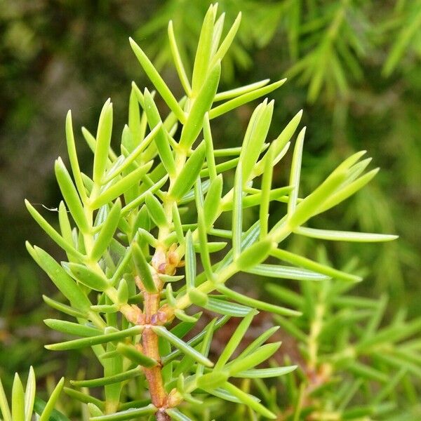 Juniperus communis 葉