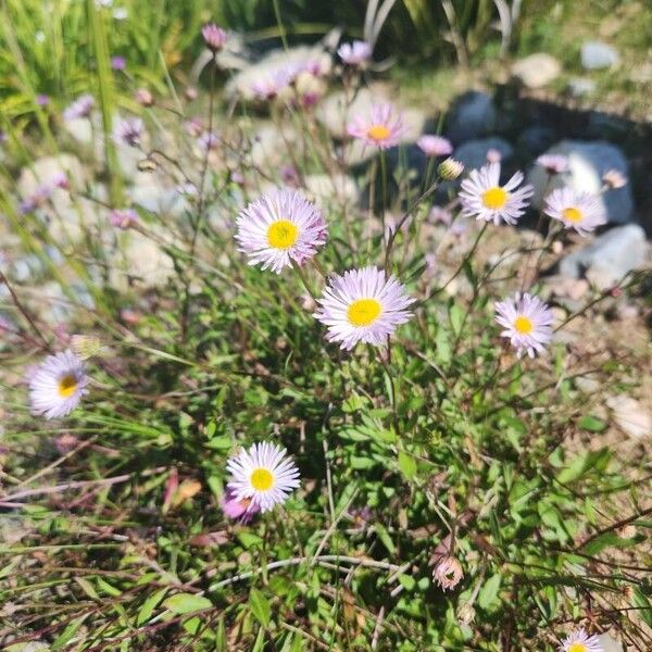 Erigeron glabellus 花