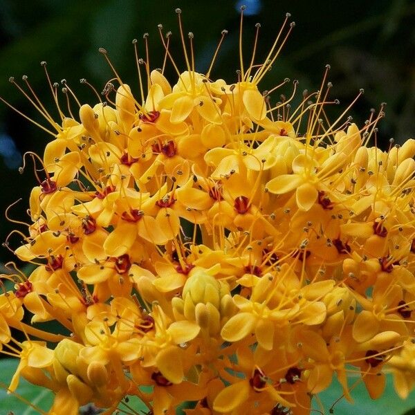 Saraca thaipingensis 花