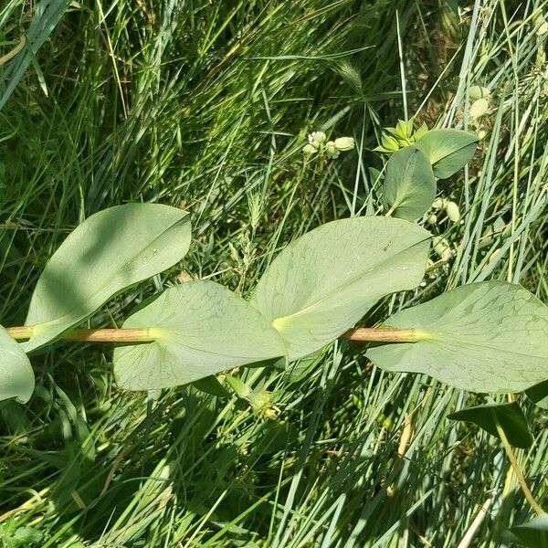 Bupleurum rotundifolium Yaprak