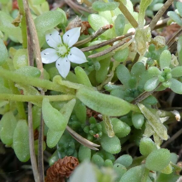 Sedum hirsutum 樹皮