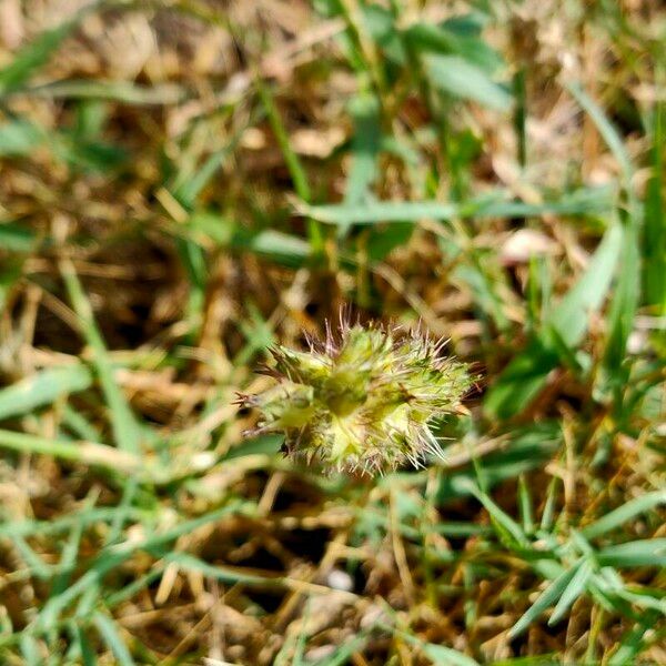 Cenchrus echinatus Flower