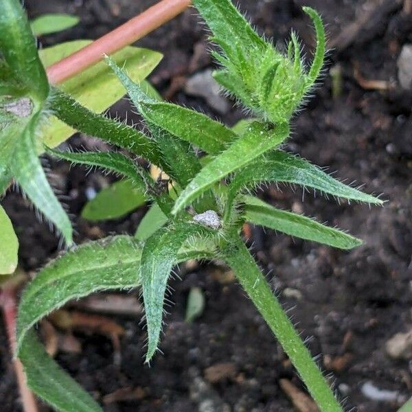 Echium plantagineum Leaf