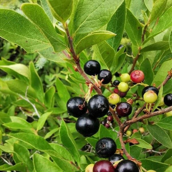 Gaylussacia baccata Fruit