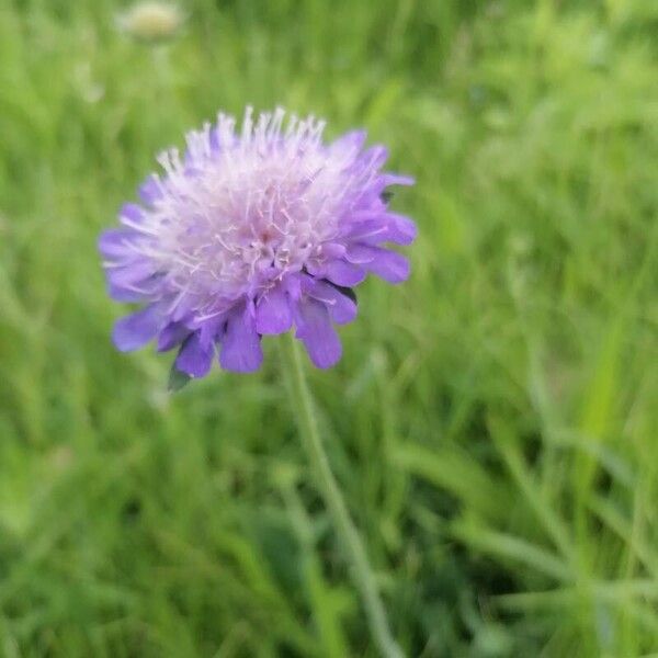 Knautia arvensis Çiçek