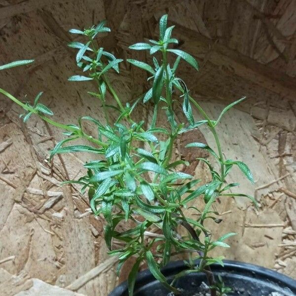 Satureja hortensis Plante entière