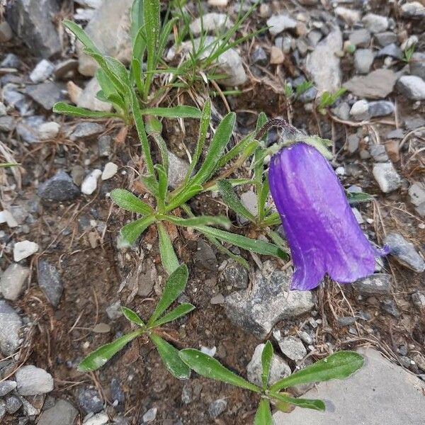 Campanula alpestris Habit