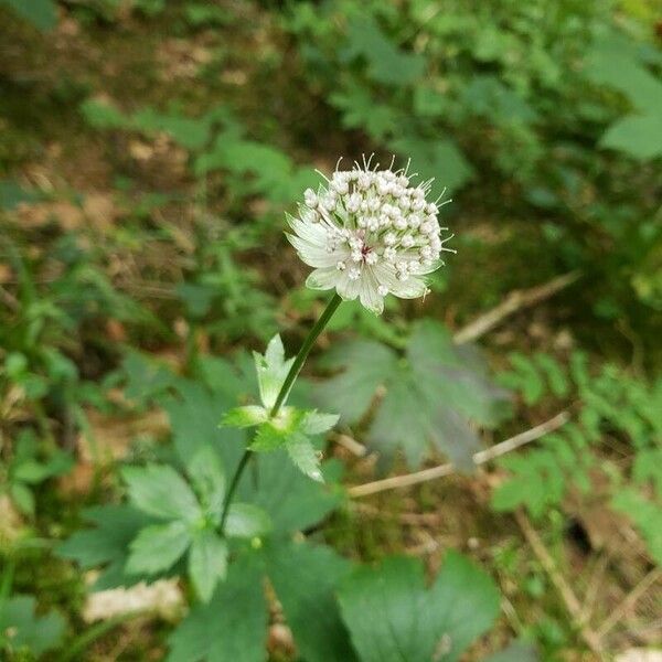 Astrantia minor Кветка