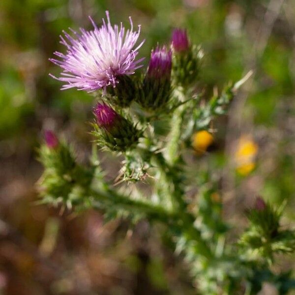 Carduus tenuiflorus Flor