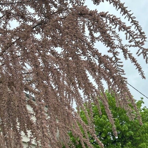 Tamarix parviflora Frunză