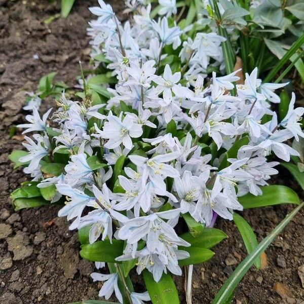 Scilla mischtschenkoana Habit