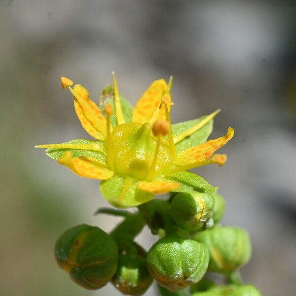 Saxifraga aizoides Bloem