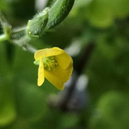 Oxalis dillenii Kukka