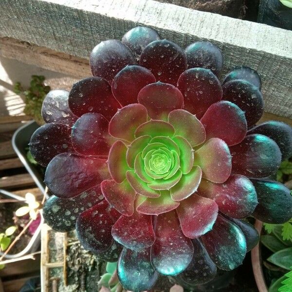 Aeonium arboreum برگ