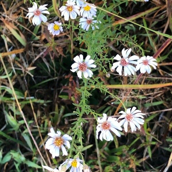 Symphyotrichum dumosum Flower